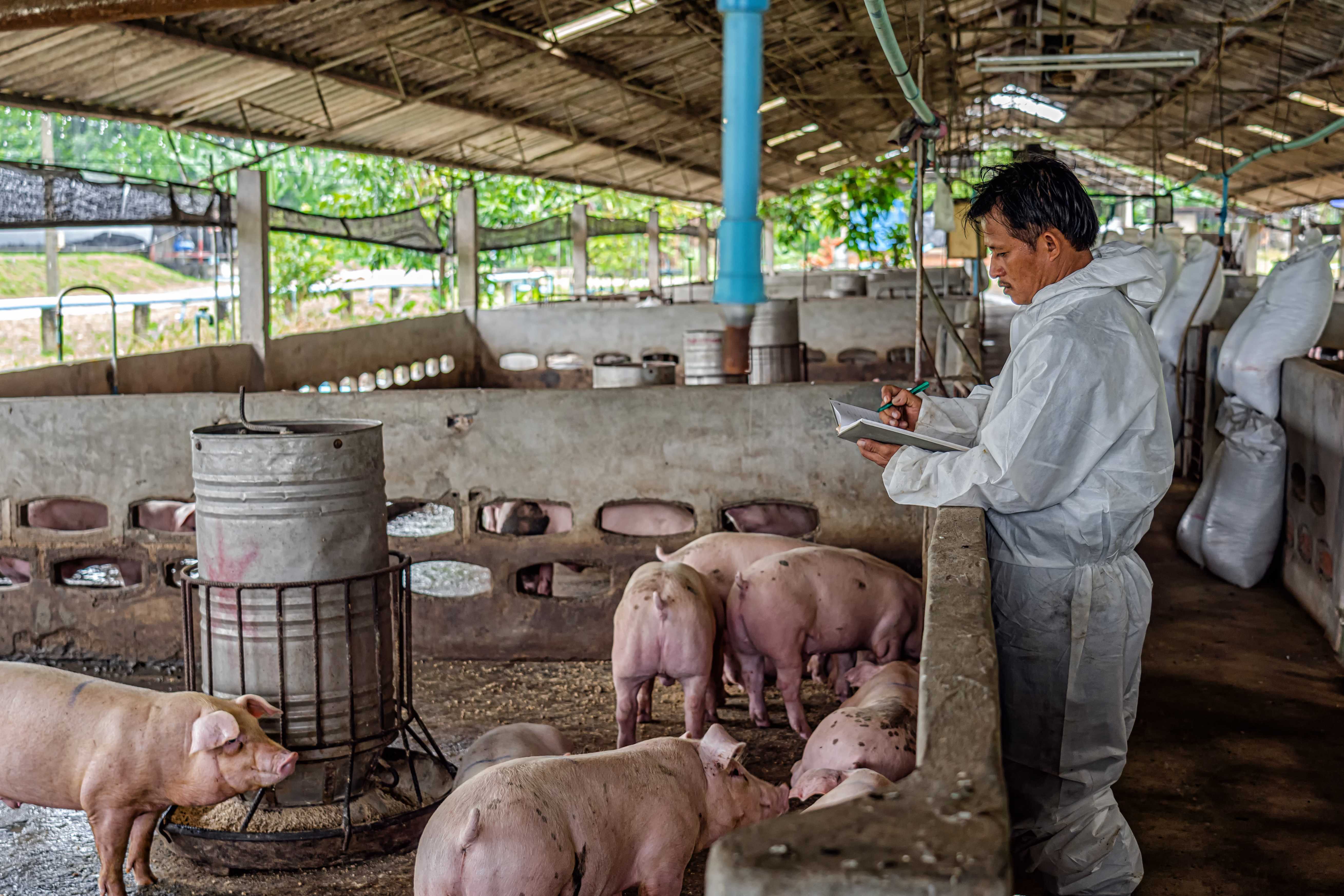 Veterinário inspecionando suínos em uma fazenda